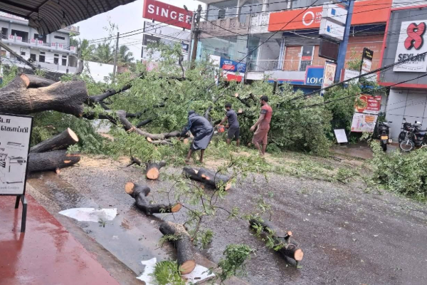 முல்லைத்தீவு நகரில் போக்குவரத்து பாதிப்பு | Traffic Disruption In Mullaitivu City Tree Falling