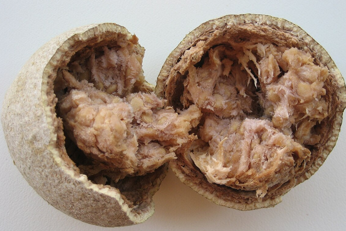 දිවුල් ගෙඩියක් කටේ තියපු නැති අය දිවුල් මෙච්චර ගුණයක් කියලා දන්නවා නම් | Divul Fruit Benefits For Health Remedies