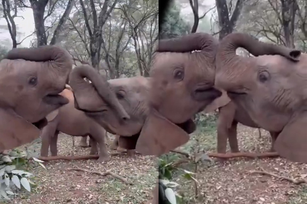 யானைகள் முத்தமிட்டு பார்த்ததுண்டா? வேற லெவல் காதல் காட்சி | Two Sibling Baby Elephants Sharing A Kiss Love