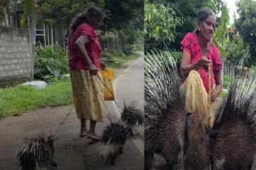 இலங்கையில் குடும்பம் ஒன்றை வாழவைக்கும் முள்ளம் பன்றிகள்! (Photos)