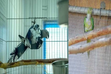 இந்தியாவில் முதல் முறையாக கண்டுபிடிக்கப்பட்ட 'கிளி' வைரஸ்