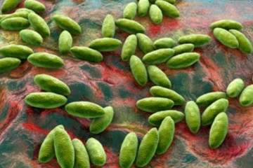 விலங்குகளிடமிருந்து பரவும் Brucellosis நோயினால் பலர் பாதிப்பு