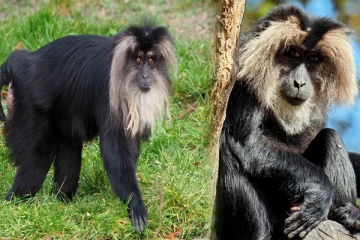 குரங்கை கூட விட்டு வைக்காத திருடர்கள்: ஜேர்மனியில் உயிரியல் பூங்காவில் கைவரிசை