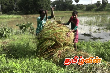 அறுவடை செய்யும் நெல்லுக்கான உரிய நிர்ணய விலை: கிளிநொச்சி விவசாயிகள் கவலை தெரிவிப்பு