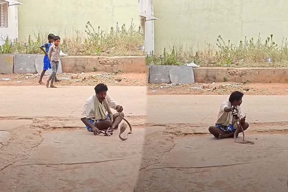 Viral Video: படமெடுத்து எதிர்த்து நிற்கும் பாம்பு... மதுபோதையில் நபர் செய்த காரியம் | Drunken Person Play With Snake