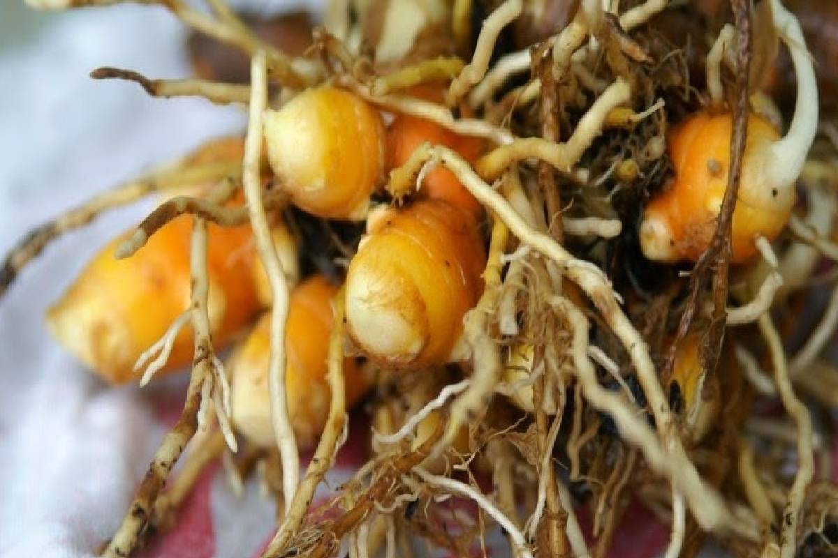 செல்வ செழிப்பு பெருகணுமா? இந்த பொருட்களில் ஒன்றை வீ்ட்டில் வைத்து பாருங்க! | Which Things Keep At Home For Wealth Vastu Tips செல்வ செழிப்பு பெருகணுமா? இந்த பொருட்களில் ஒன்றை வீ்ட்டில் வைத்து பாருங்க! | Which Things Keep At Home For Wealth Vastu Tips