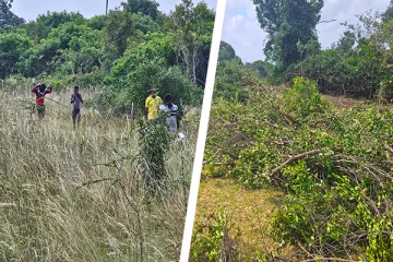 கிளிநொச்சியில் காடுகளை வெட்டி காணி பிடிக்கப்படுகிறதா..! உரிமையாளர் கூறியுள்ள விடயம்