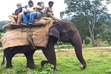முதுமலையில் முன்கூட்டியே துவங்கிய யானை சவாரி - மகிழ்ச்சியில் சுற்றுலா பயணிகள்