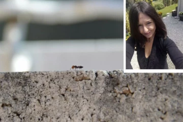 பிரான்சில் நான்கு மாதங்களாக எறும்புகளுடன் போராடும் பெண்