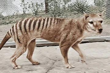 மீண்டும் அழிந்துப்போன புலி இனத்தை கொண்டுவர விஞ்ஞானிகள் முயற்சி!