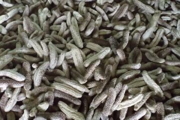 இலங்கைக்கு சட்டவிரோதமாக கடலட்டை கடத்த முற்பட்ட இருவர் கைது