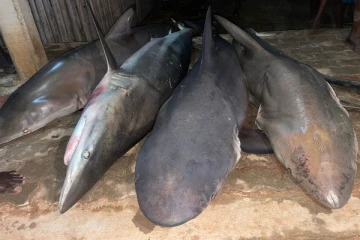 யாழில் ஒரே நாளில் கிடைத்த பல இலட்சம் ரூபா பெறுமதியான மீன்கள் (Photos)