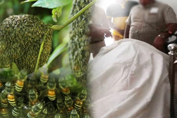 யாழில் குளவி கொட்டுக்கு இலக்காகி முதியவர் மரணம்