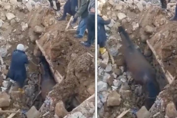 තුර්කි ප්‍රබල භූ කම්පනයෙන් දින 21කට පසුව සුන්බුන් අතරින් බේරාගත් ජීවිතය. (VIDEO)