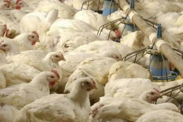 பிரித்தானியாவில் பயங்கர திறன் வாய்ந்த பறவைக்காய்ச்சல் கிருமிகள் கண்டுபிடிப்பு - அழிக்கப்படும் கோழிகள்