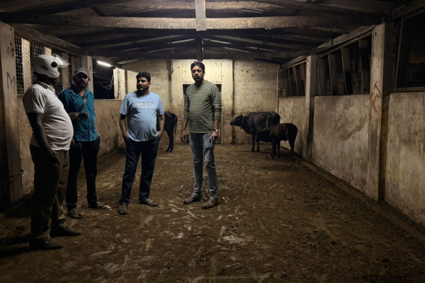 யாழ் கொல்களத்தில் 15 மாடுகள் மீட்பு; மாநகர சபை அதிரடி | 15 Cows Rescued In Jaffna Municipal Council