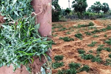 கிளிநொச்சியில் விசமிகள் ஆட்டூழியம்: பரிதாப நிலையில் மாற்றுத்திறனாளி குடும்பம்