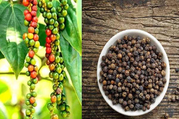 மிளகு விலை சடுதியாக அதிகரிப்பு | Increase In Price Of Pepper To 2250