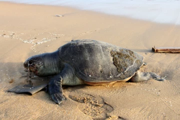 இலங்கையில் இறந்து கரை ஒதுங்கும் ஆமைகள், டால்ஃபின்கள், திமிங்கலங்கள்! - காரணம் என்ன?
