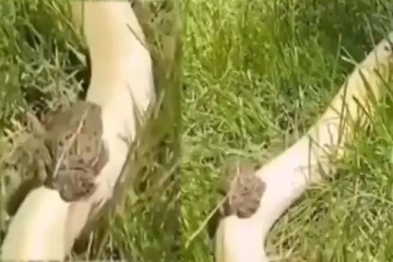 பாம்பின் மீது கூலாக சவாரி செய்யும் தவளை: ட்ரெண்டாகும் காணொளி