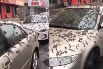 சீன தலைநகரில் மழைபோல் பொழிந்த புழுக்கள்- வைரலான காணொளி