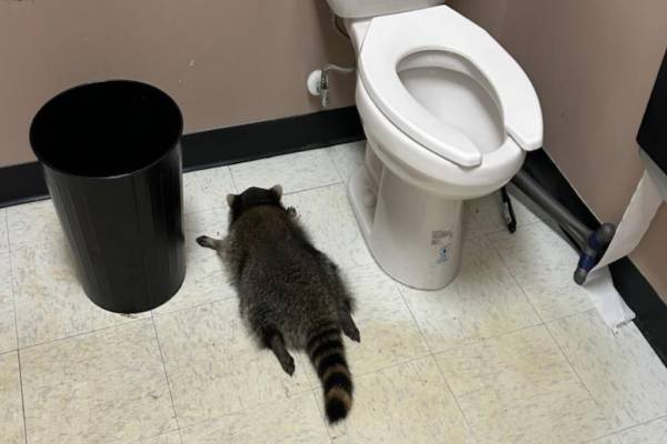 மதுபானக் கடையைச் சூறையாடி ரக்கூன்- பார்த்ததும் பதறிய உரிமையாளர் | Raccoon Intoxicated In America Goes Viral Video