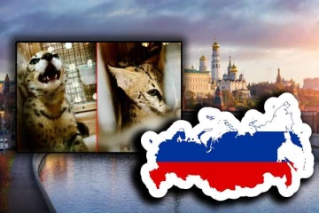 ரஷ்யாவிலிருந்து கொண்டு வரப்பட்ட காட்டுப் பூனை: தொடரும் விசாரணை