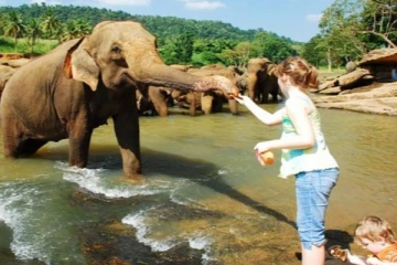 சரணாலயத்தைப் பார்வையிட சென்ற சுற்றுலா பயணிகளுக்கு நேரவிருந்த விபரீதம்