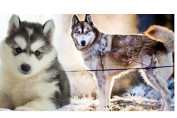 நாய்க்குட்டியை வாங்க முயன்று ரூ.26 லட்சத்தை இழந்த தொழிலதிபர்...!