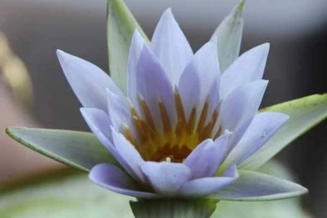 இலங்கை தேசிய மலர் தொடர்பில் வெளியான உண்மை