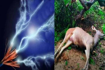 மின்சாரம் தாக்கி மிளா மான் உயிரிழந்த சோகம் - வனத்துறையினர் விசாரணை