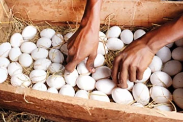 முட்டையின் விலை தொடர்பில் எடுக்கப்பட்டுள்ள தீர்மானம்