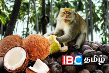 குரங்குகளின் அட்டூழியம்: மில்லியன் கணக்கில் நாசமாக்கப்பட்ட தேங்காய்கள்!