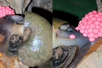 பல்கோடிகளில் முட்டையிடும் நத்தை குட்டிகள்! வியப்பான காணொளி