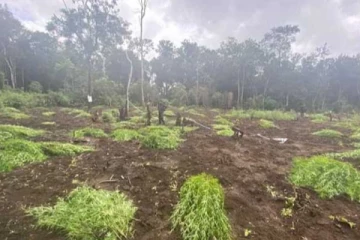 திடீர் சோதனையில் சுற்றிவளைக்கப்பட்ட பல ஏக்கர் கஞ்சா தோட்டங்கள்