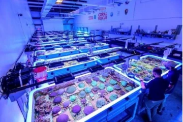 அழிந்து வரும் பவளப்பாறைகளை மீட்டெடுக்கும் முயற்சியில் களம் இறங்கிய அமெரிக்கா!