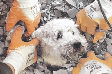 துருக்கியின் நிலநடுக்கத்தில் சிக்கித் தவித்த நாய் 8 நாட்களுக்கு பிறகு மீட்பு!