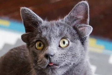 4 காதுகளுடன் பிறந்த அதிசய பூனை! இணையத்தில்  ட்ரெண்டாகும் வீடியோக்கள்