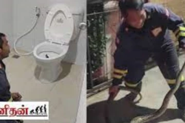 கழிவறையில் இருந்து தலையை நீட்டி எட்டி பார்த்த மலைப்பாம்பு ! ஷாக்கில் உறைய வைக்கும் காட்சி