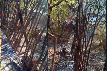 வீட்டின் வேலியினை முற்றாக எரித்த விஷமிகள் - புங்குடுதீவில் சம்பவம்