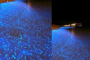 நீல நிறத்தில் ஒளிரும் கடல்: எதனால் நிகழ்கிறது?