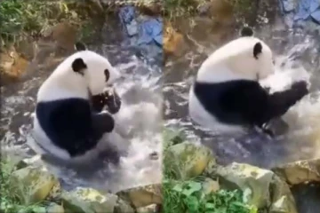 இணையத்தில் பயங்கர ட்ரண்டாகும் பாண்டா கரடியின் காணொளி: இந்த நொடி மகிழ்ச்சியை எப்படி அனுபவிக்கிதுனு பாருங்க