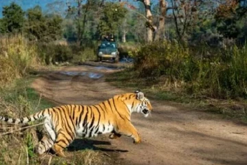 அதிக எண்ணிக்கையிலான தேசிய பூங்காக்களைக் கொண்ட இந்திய மாநிலம் எது?