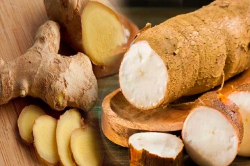 மரவள்ளி கிழங்குடன் ஏன் இஞ்சி சாப்பிட கூடாது? அறிவியல் காரணத்தை தெரிஞ்சிக்கோங்க