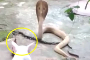 ஆக்ரோஷமாக படம் எடுத்த நாகப் பாம்புக்கே தண்ணிகாட்டிய பூனை! என்ன தாண்டி  எப்படி போறன்னு நானும் பாக்குறேன்