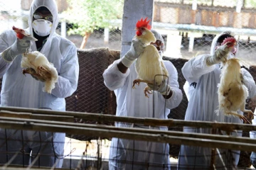 කුරුළු උණ විකෘති වී මිනිසුන්ට වසංගතයකට අත වනයි. විද්‍යඥයන්ගෙන් අනතුරු ඇඟවීමක්.