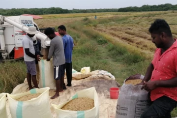 கிழக்கில் பெரும்போக விளைச்சல் பெரும் பாதிப்பு!