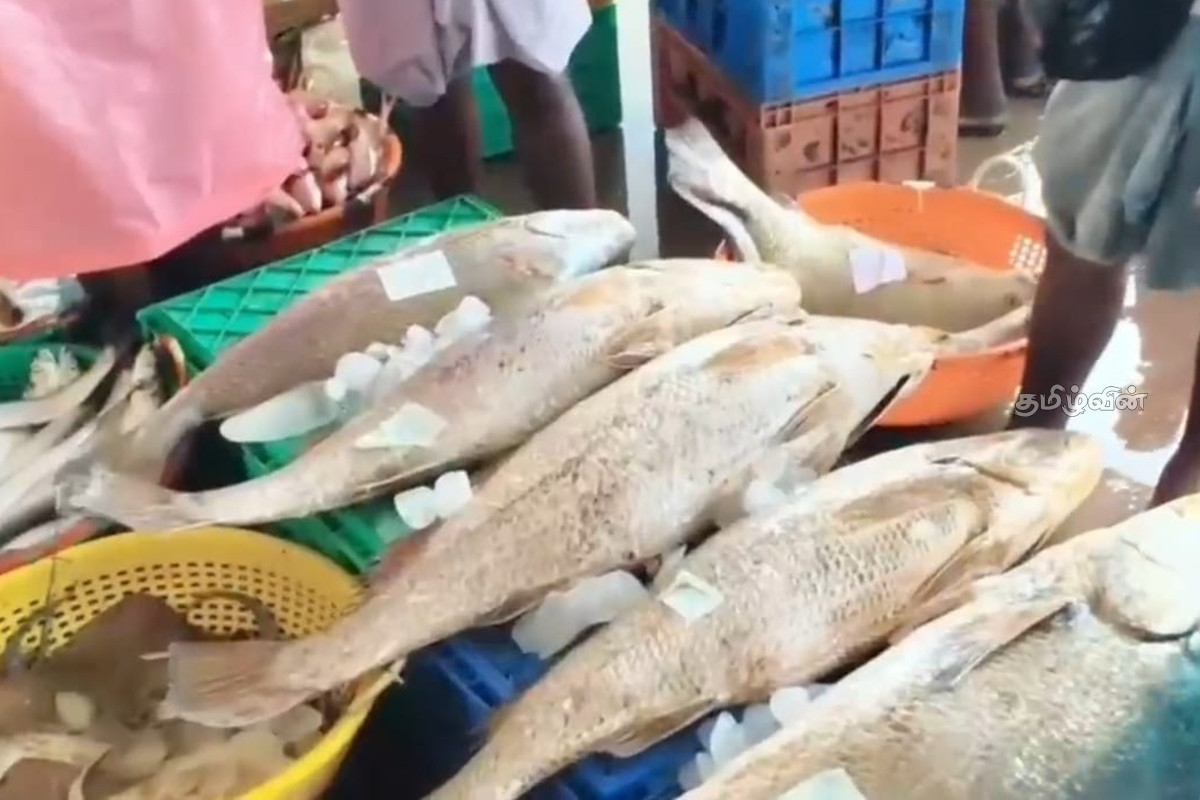 பாம்பன் விசைப்படகு கடற்றொழிலாளர்களின் வலையில் சிக்கிய இலட்சம் ரூபா பெறுமதியான மீன்கள் | Valuable Fish Net Pamban Mechanized Boat