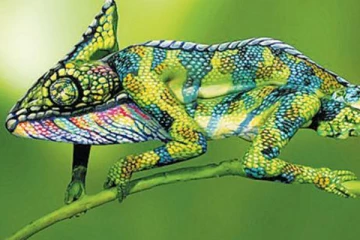 பச்சோந்தி ஏன் அடிக்கடி நிறம் மாறுகிறது?