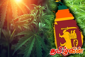 கஞ்சா பயிர்ச்செய்கையில் ஆர்வம் காட்டும் முதலீட்டாளர்கள்..!